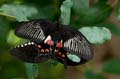 232 gewoehnlicher Mormone - Papilio polytes